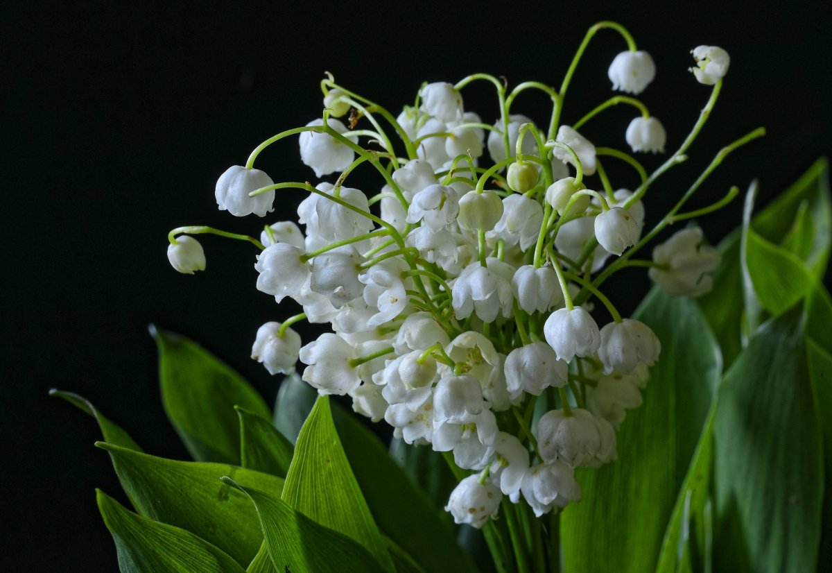 Ландыши Ландыши цветы