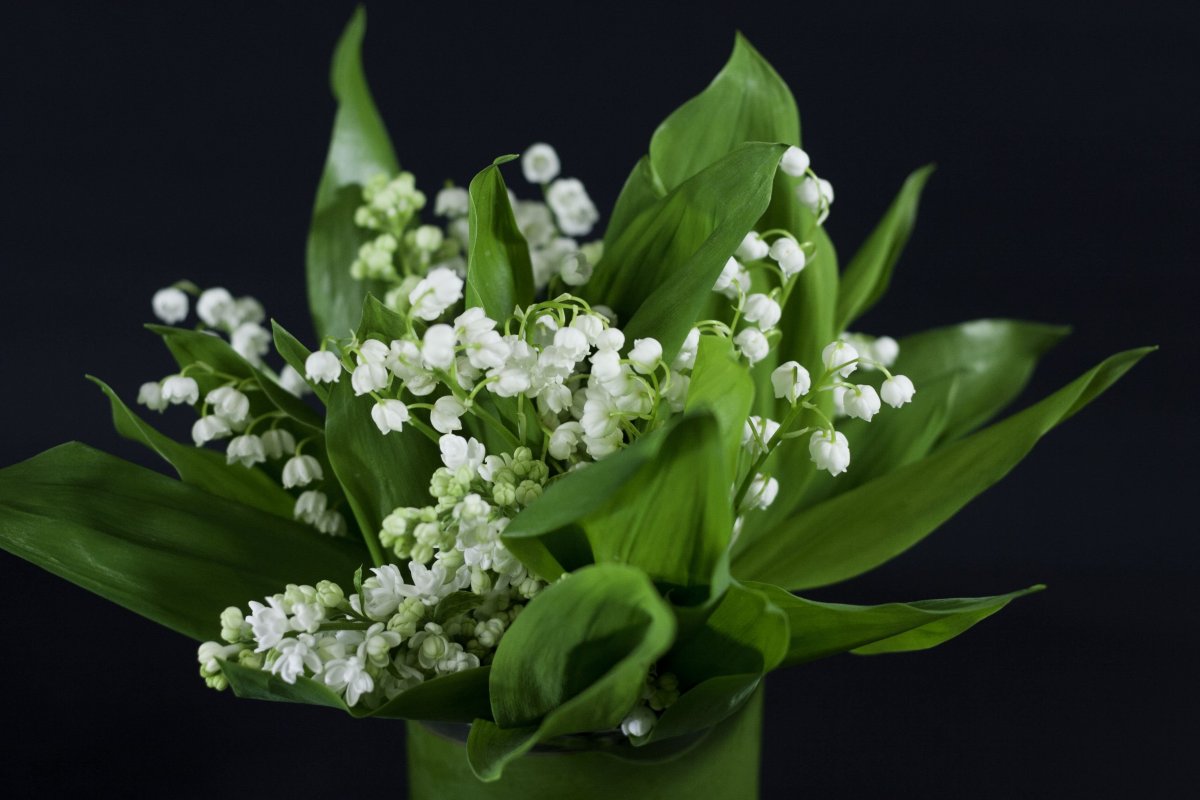 Ландыш Майский бриллиант