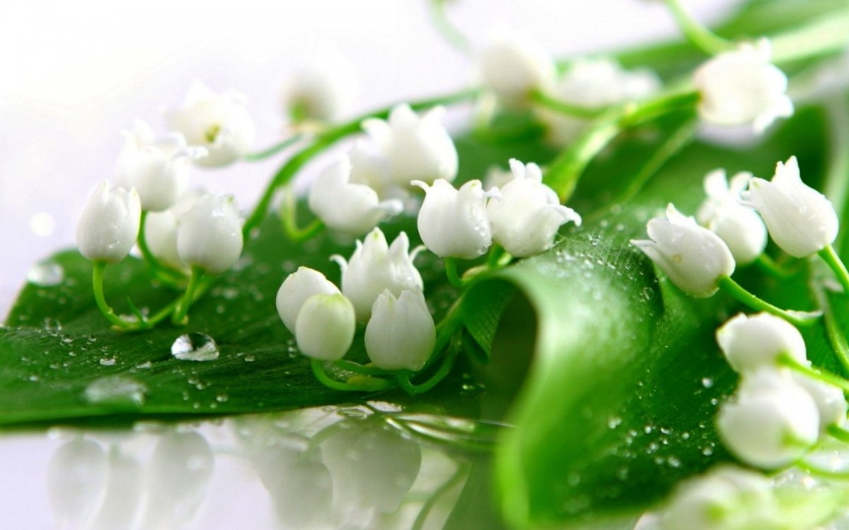 Цветы нежные Ландыши