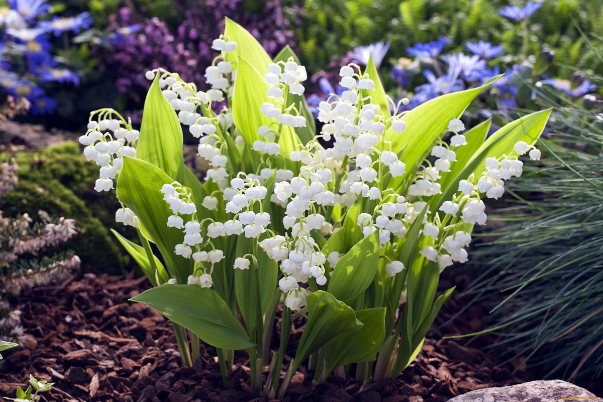 Ландыши "первоцветы"