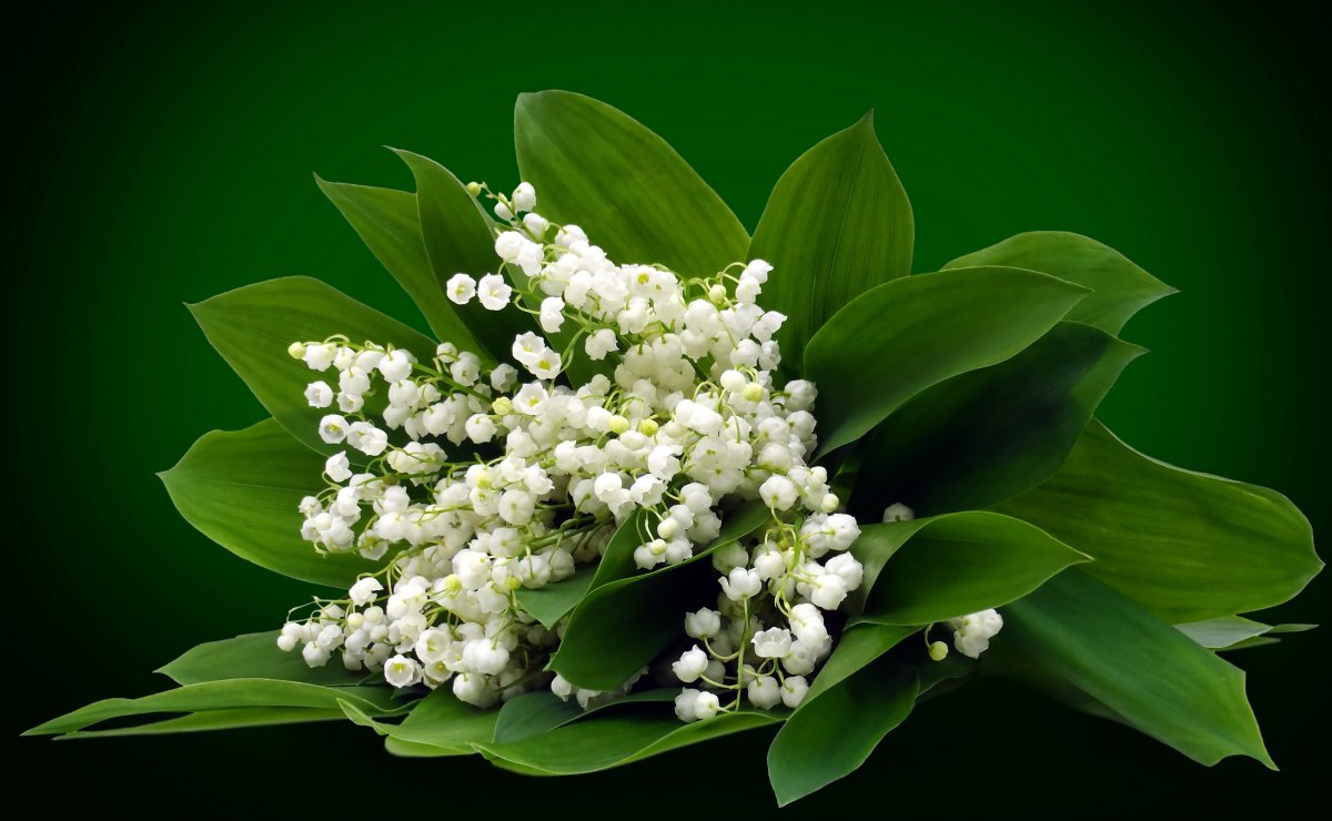 Букет ландышей