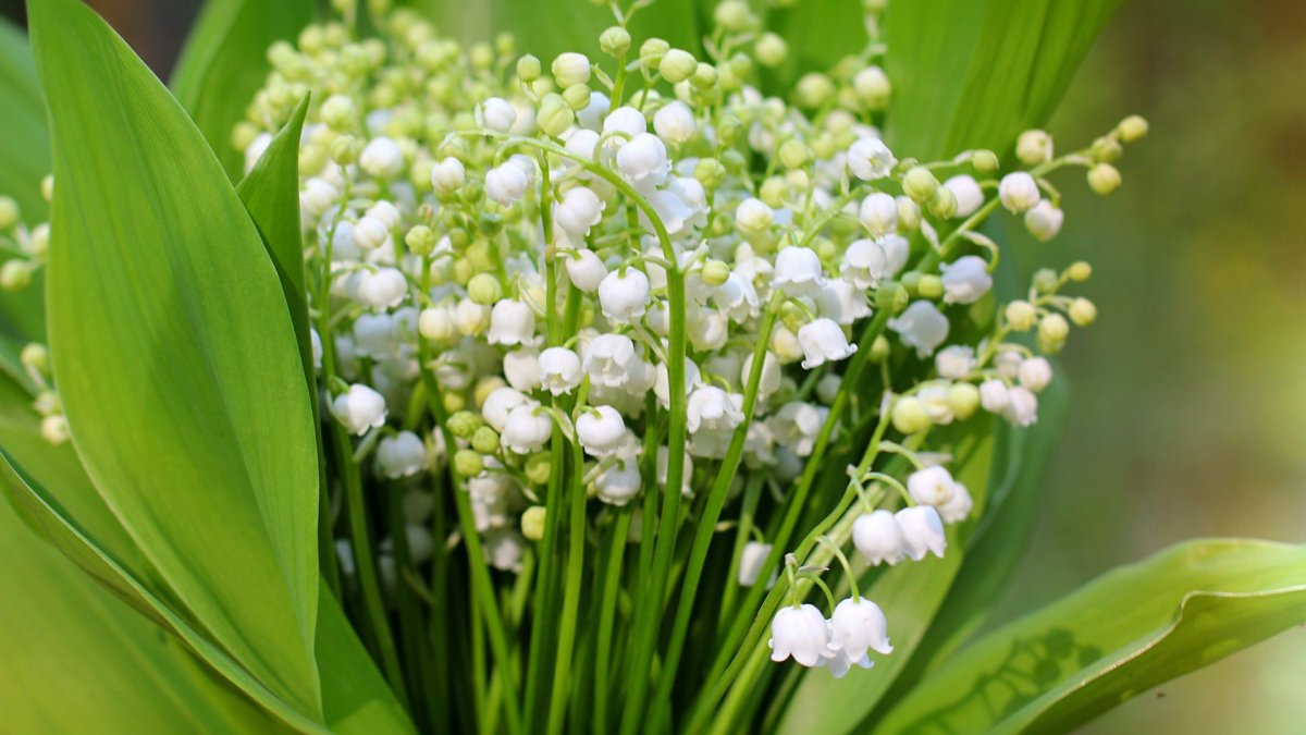 Ландыши Ландыши тюльпаны цветы