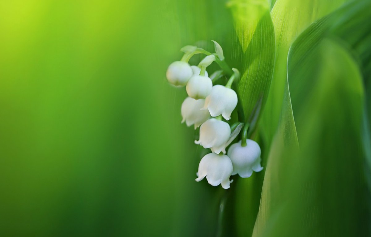 Весна Ландыши