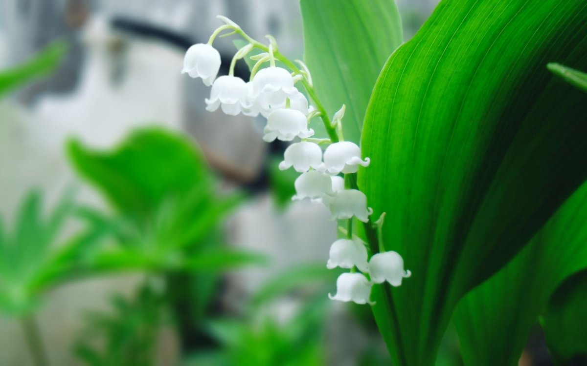 Ландыш горный