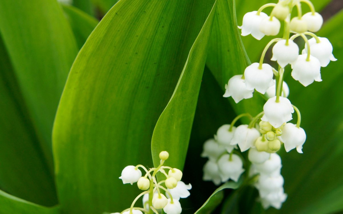 Королевский Ландыш фото