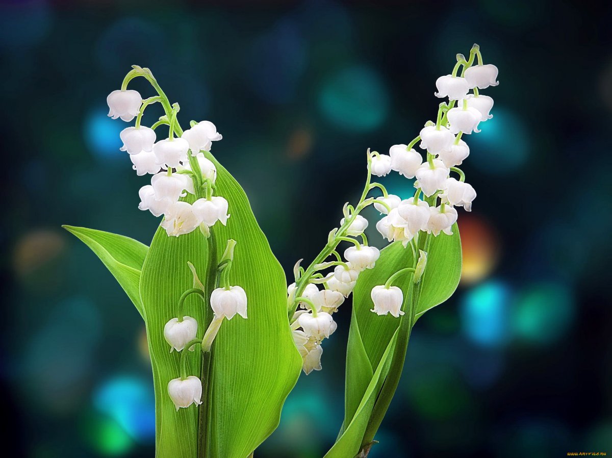 Ландыш Майский голубой