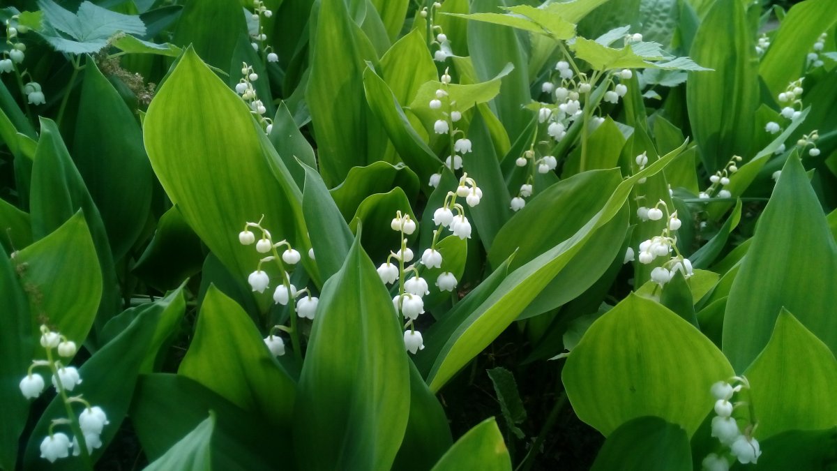 Ландыш Майский