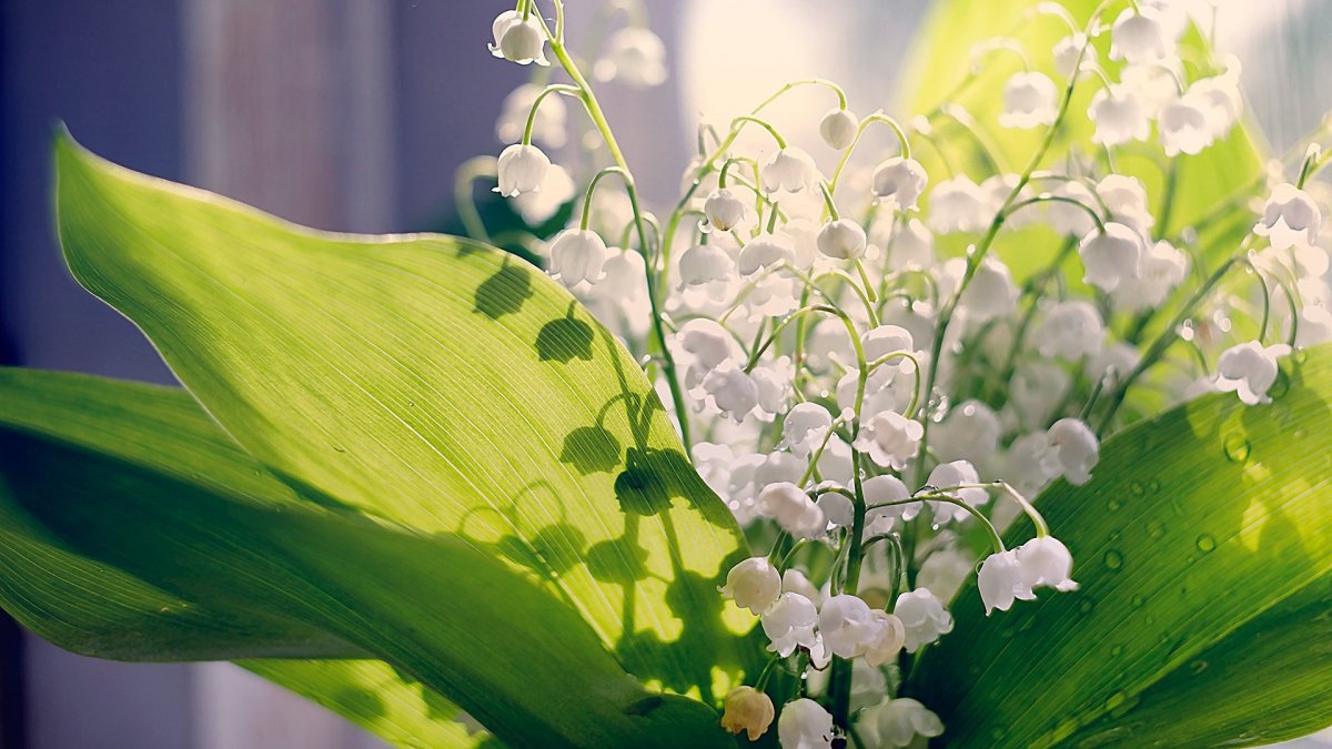 Ландыши обои