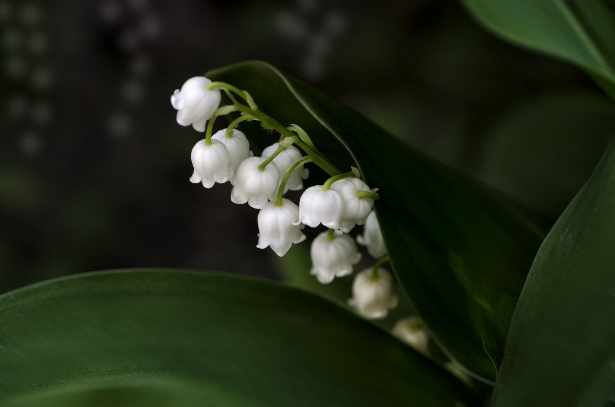 Обои на рабочий стол Ландыши