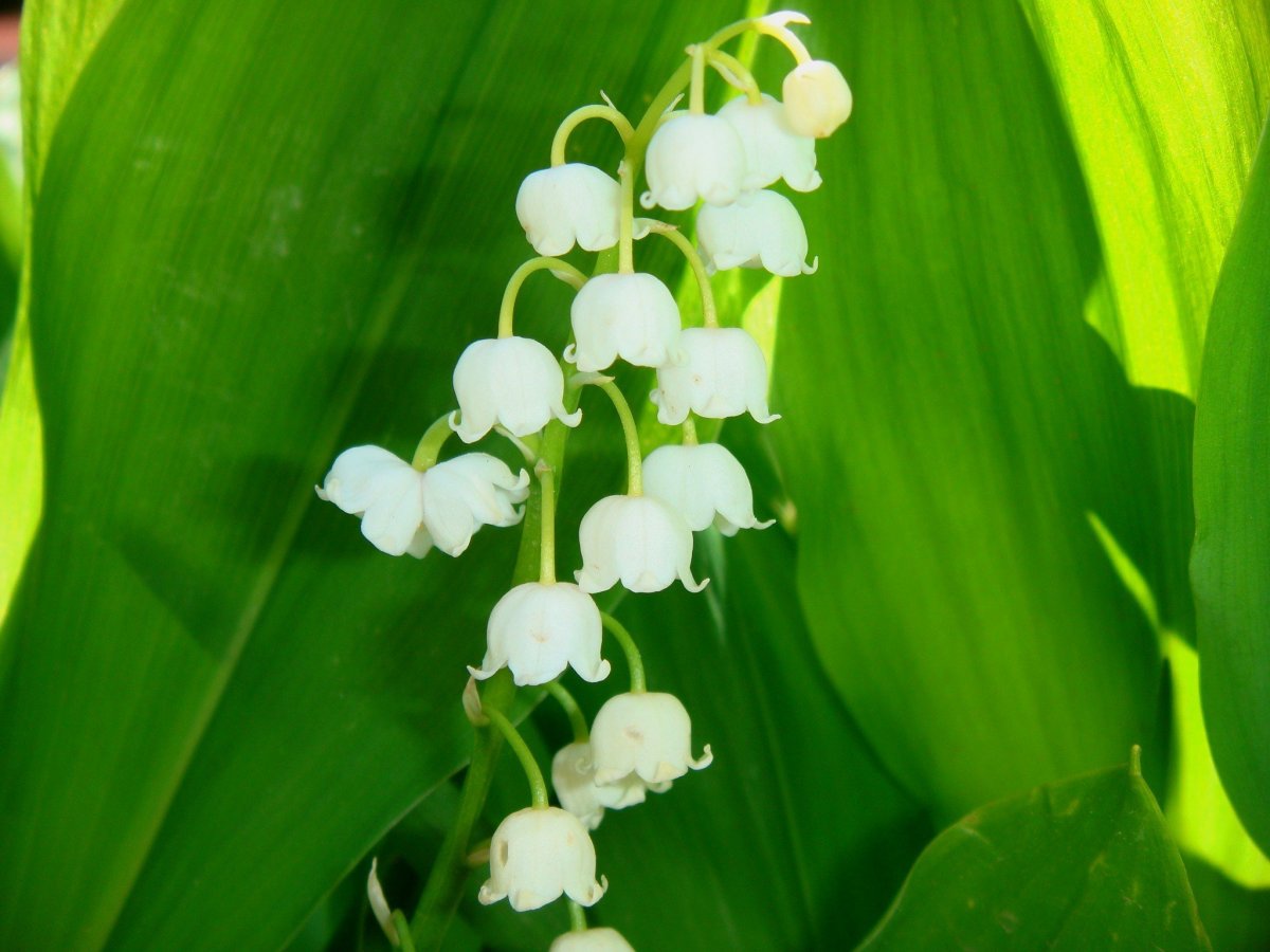 Капский Ландыш