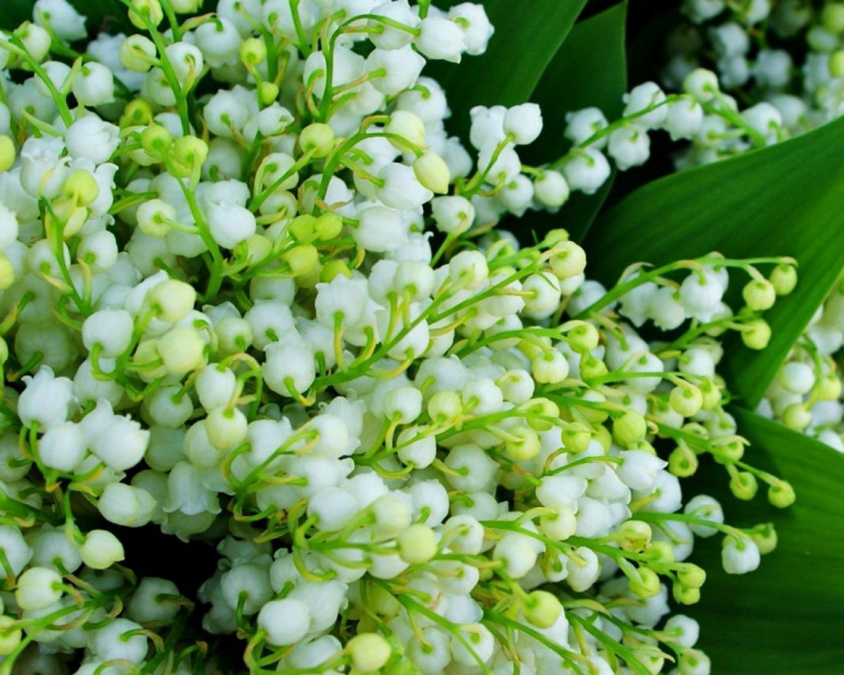 Красивые Ландыши