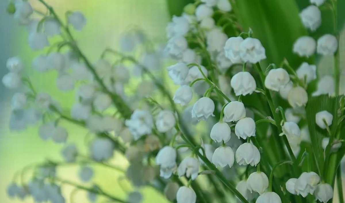 Голубой фон с ландышами