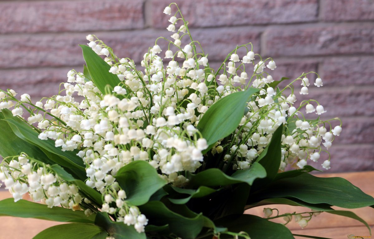 Ландыш Майский