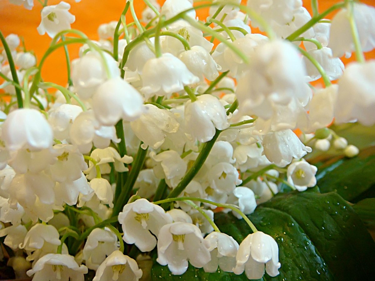 Разноцветные Ландыши