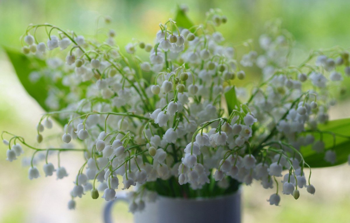 Нежные Ландыши