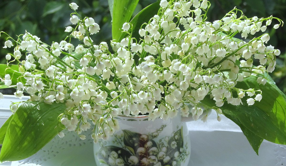 Ландыш grandiflora