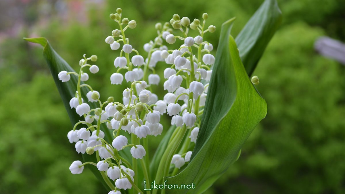 Ландыши фото