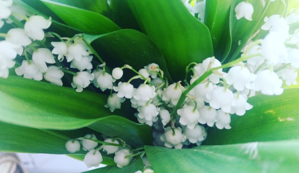 Заставка на рабочий стол Ландыши