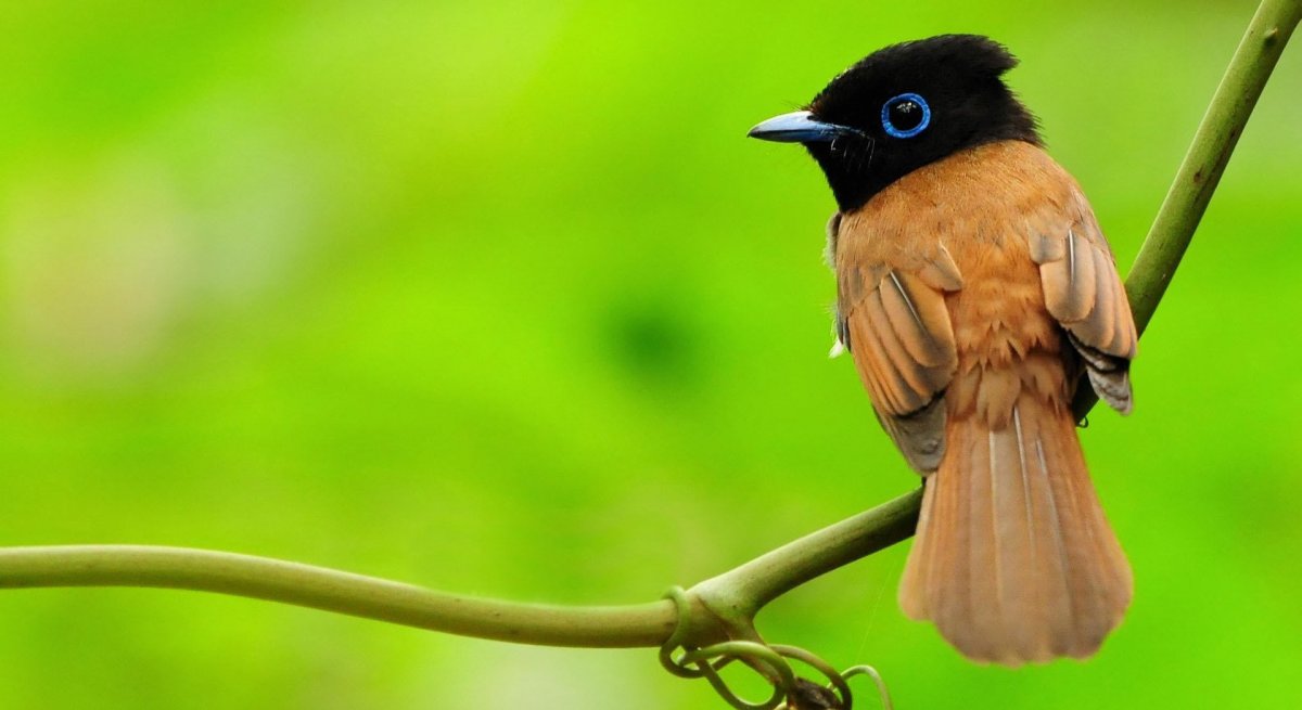 Чернохвостая Райская мухоловка