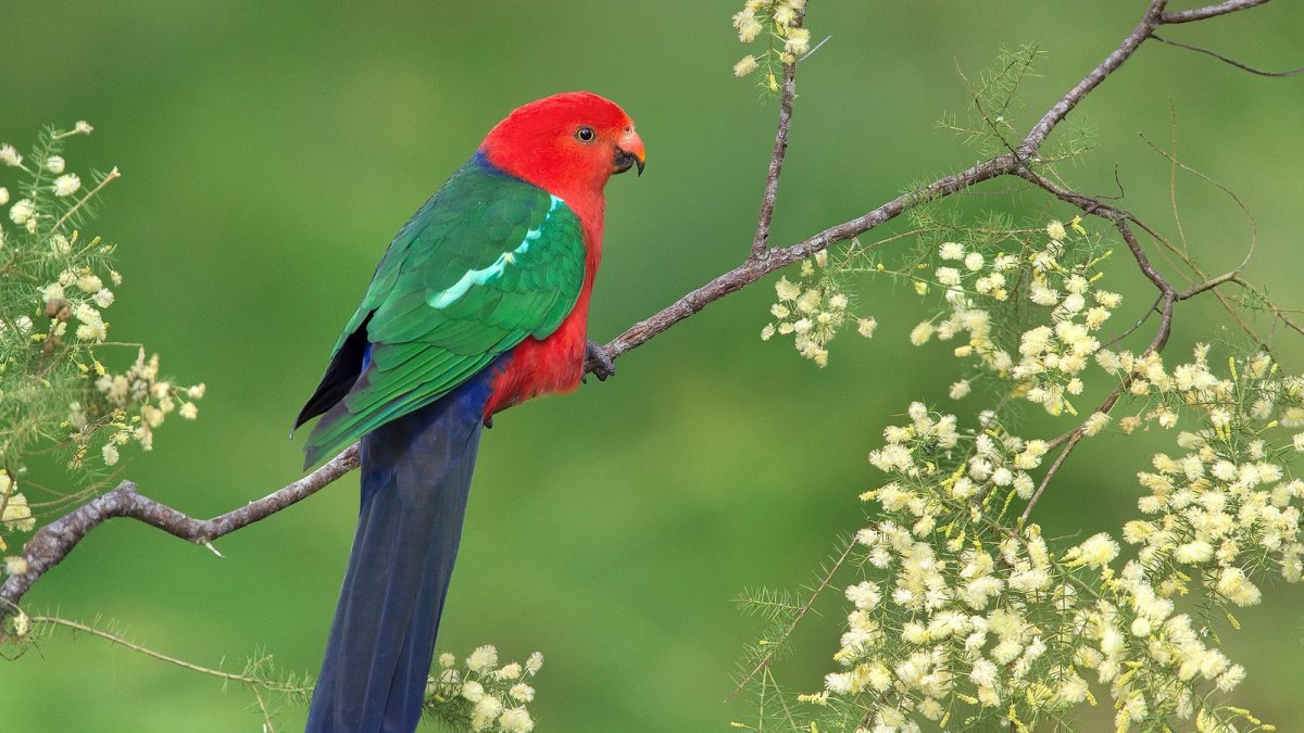 Щурка пчелоедка