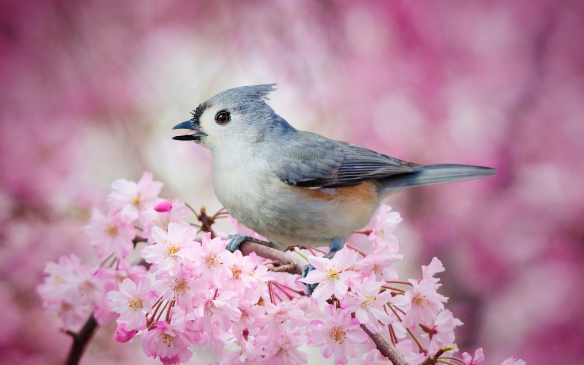 Лазурный попугай Эклектус