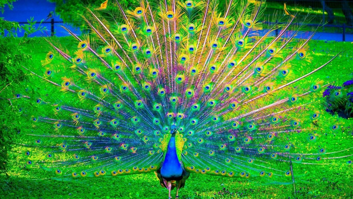 Пурпурно. Черноплечий Павлин