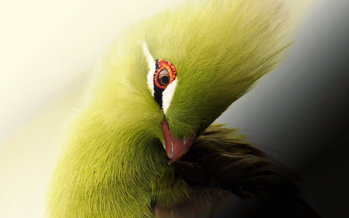 Заставка птицы