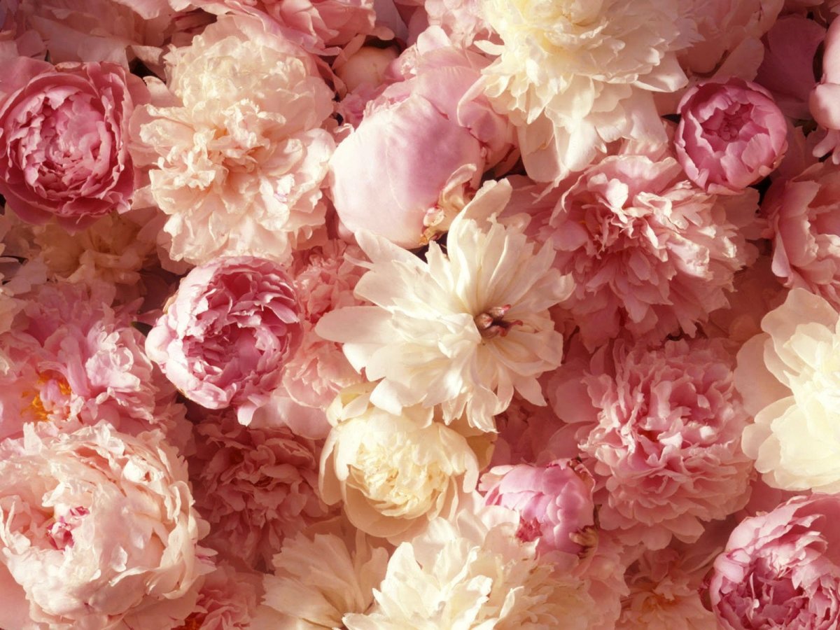 Ранункулюс шебби Шик