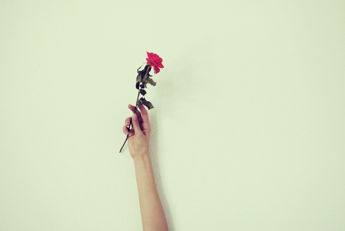 Роза в руке Минимализм