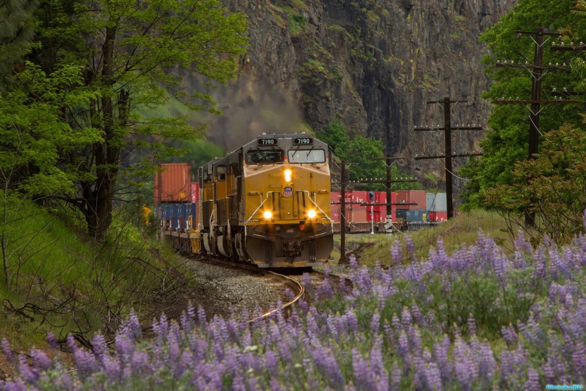 Железная дорога в лесу