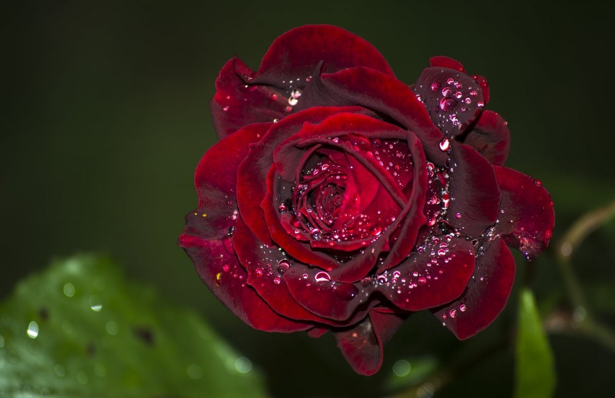 Роса на цветах