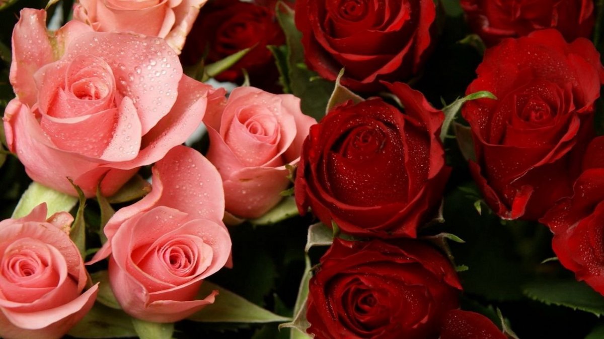 Розы вертикальные