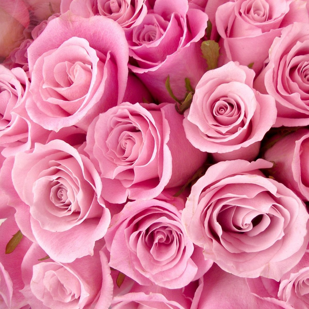 Розовые цветы вертикально