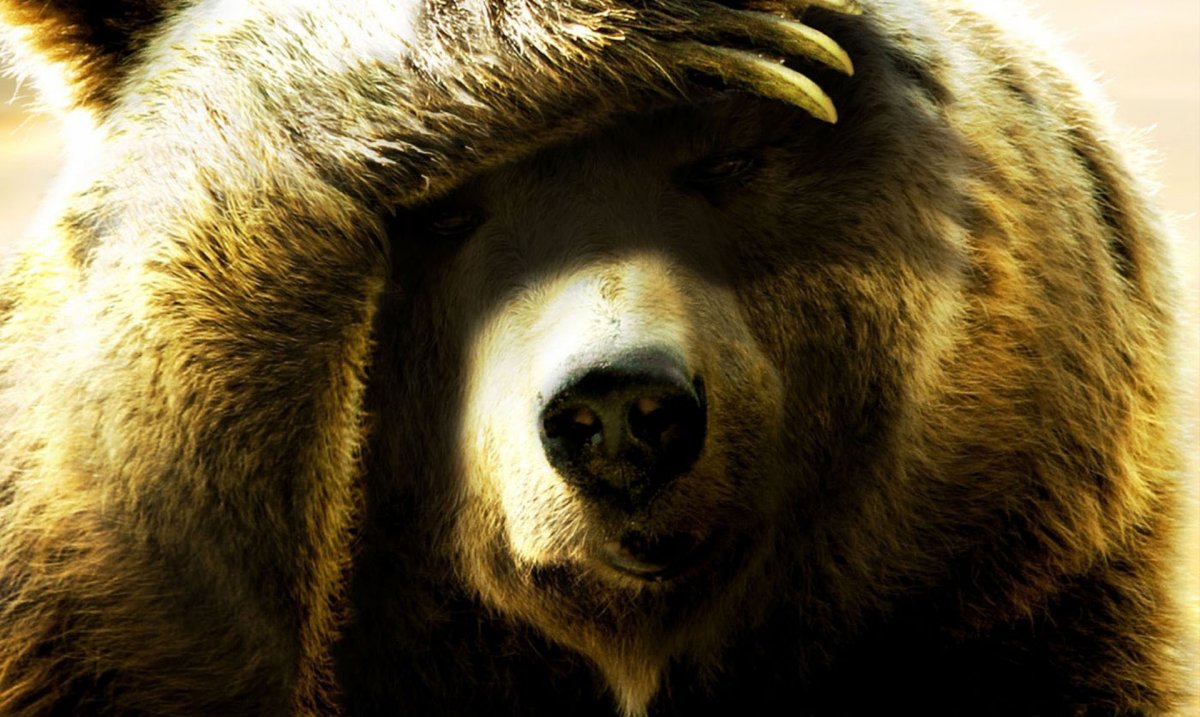 Медведь на рабочий стол