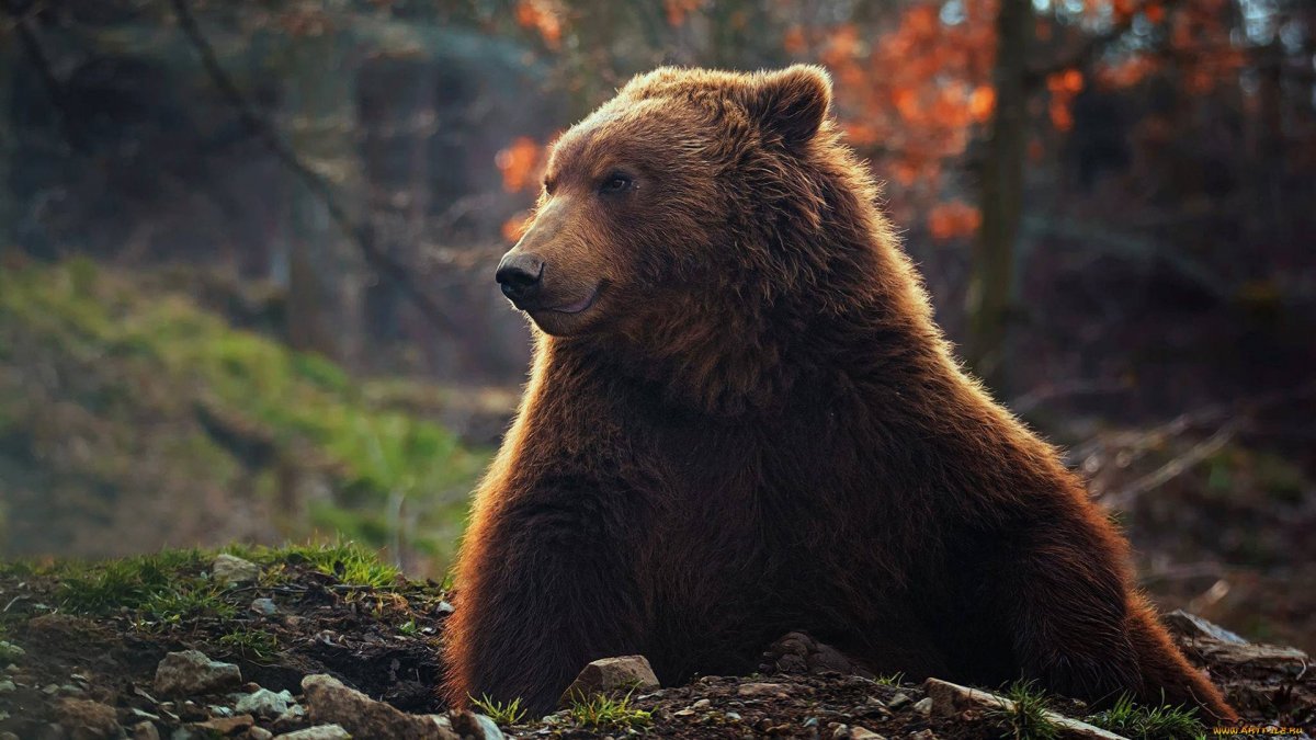 Бурый медведь в осеннем лесу