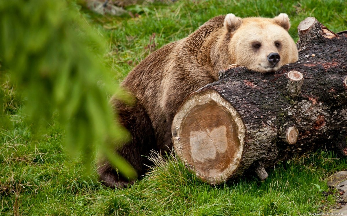Обои на рабочий стол медведь
