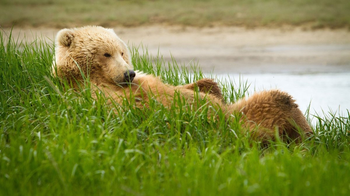 Медведь на фоне природы