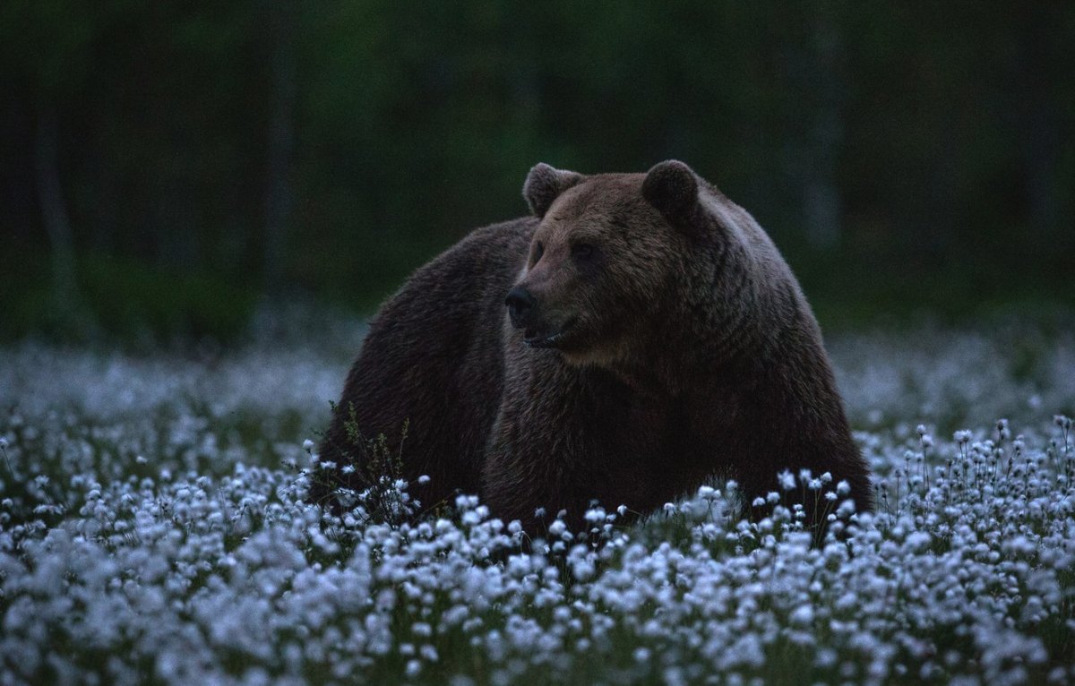 Бурый медведь в цветах