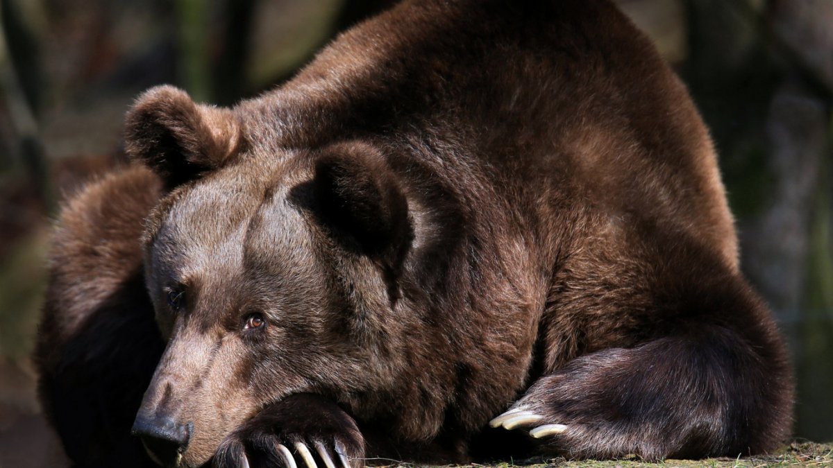 Бурый медведь коричневый