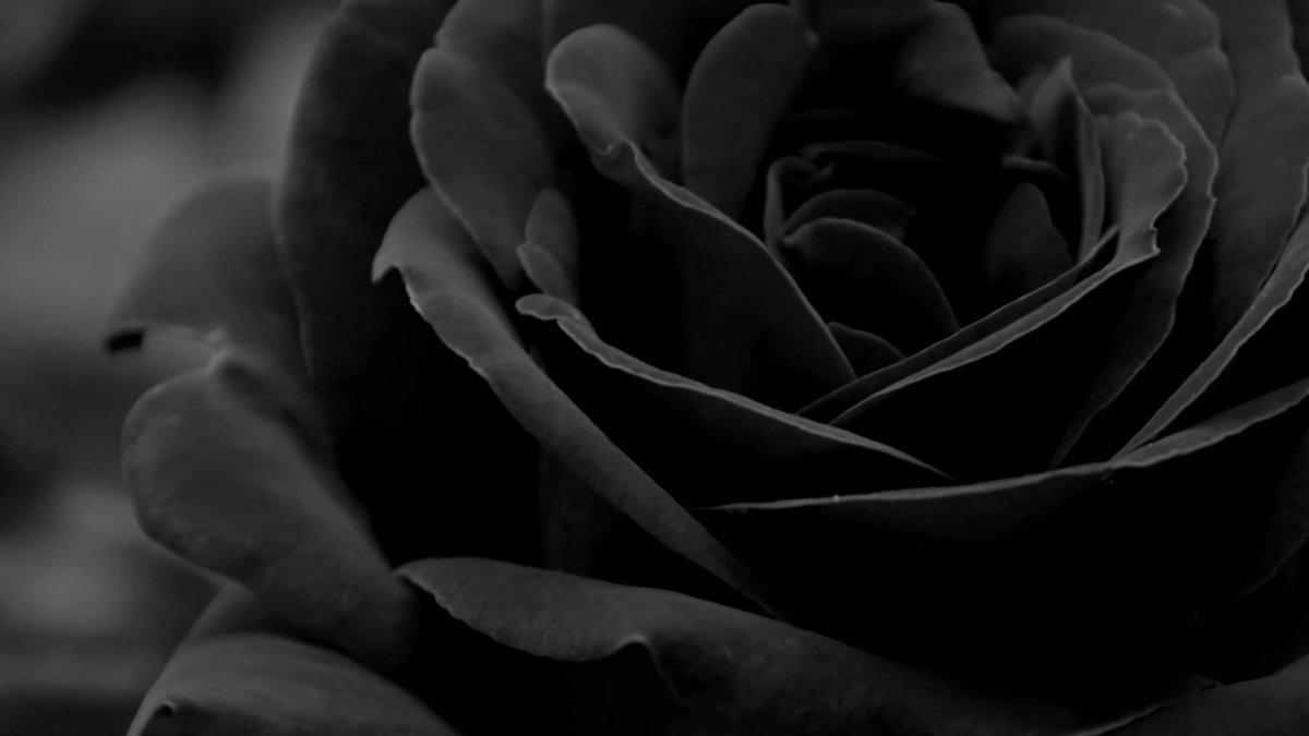 Красивый черный цвет