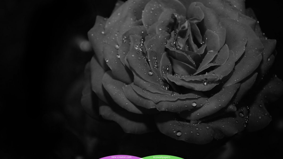 Темные цветы