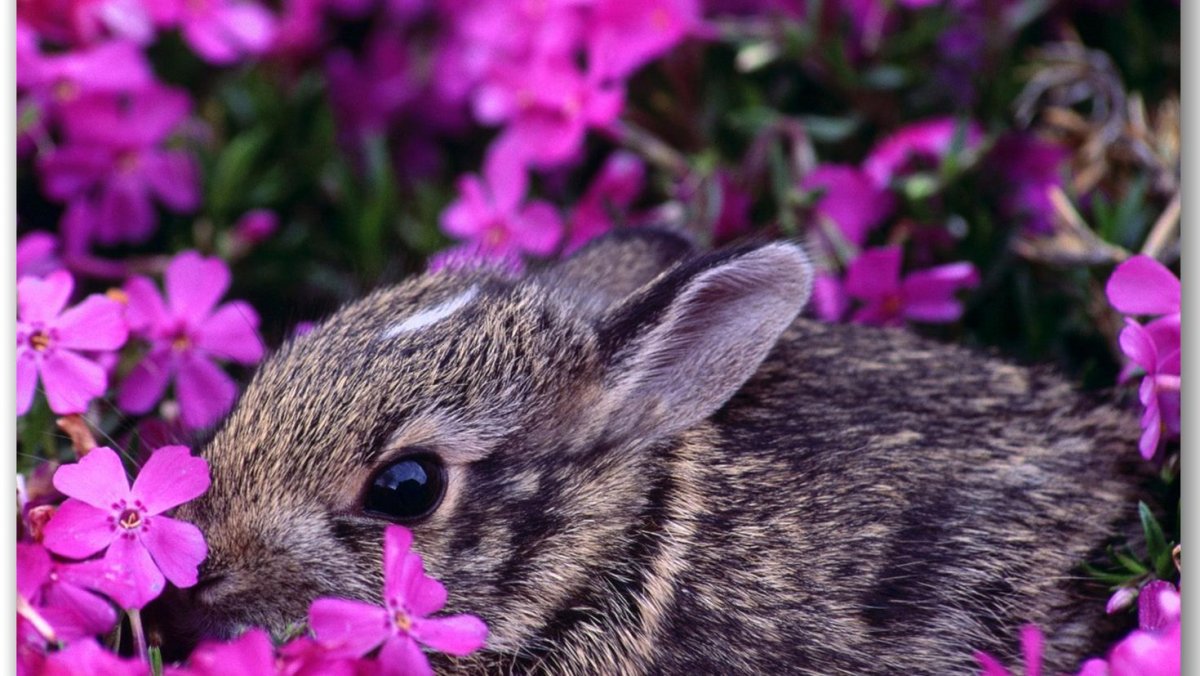 Животные в цветах