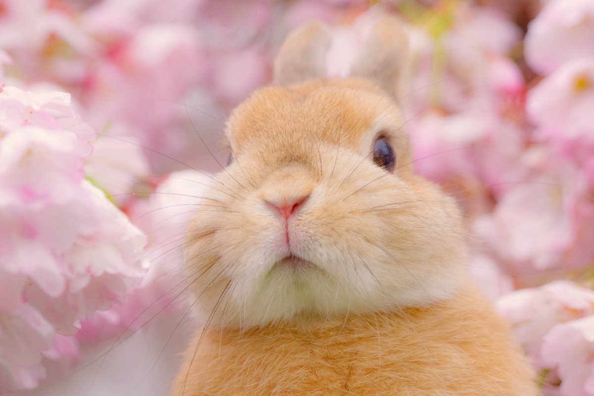 Милые зайчики