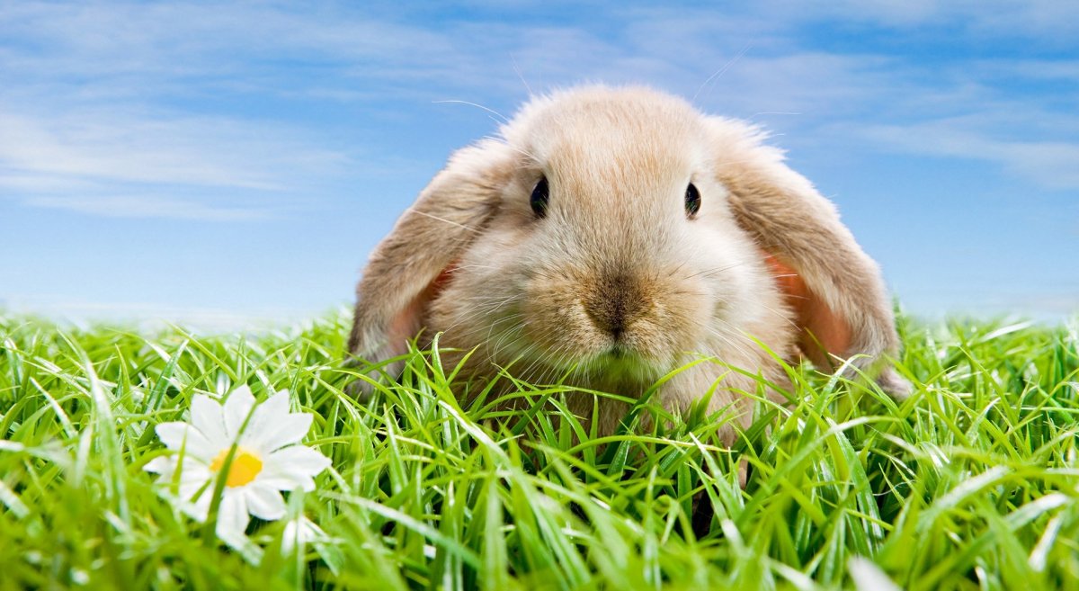 Заставка на рабочий стол кролик