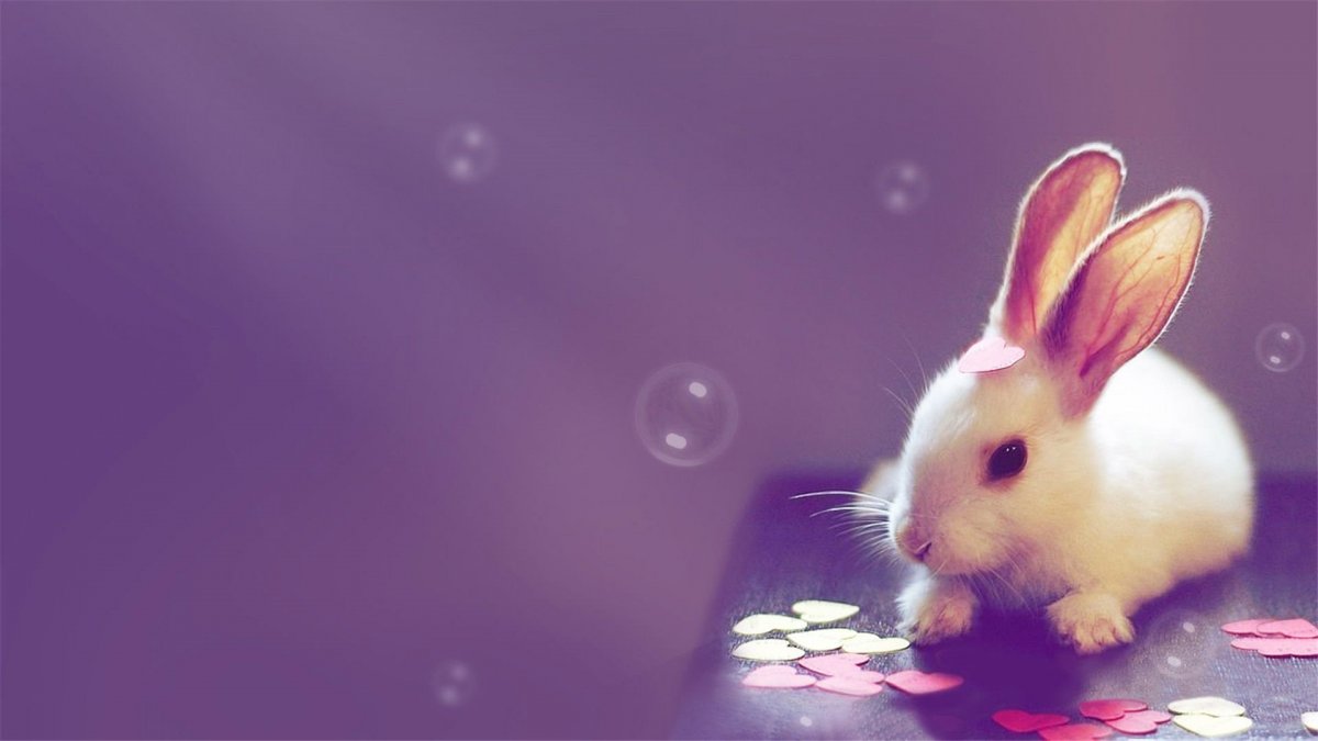 Обои с кроликами