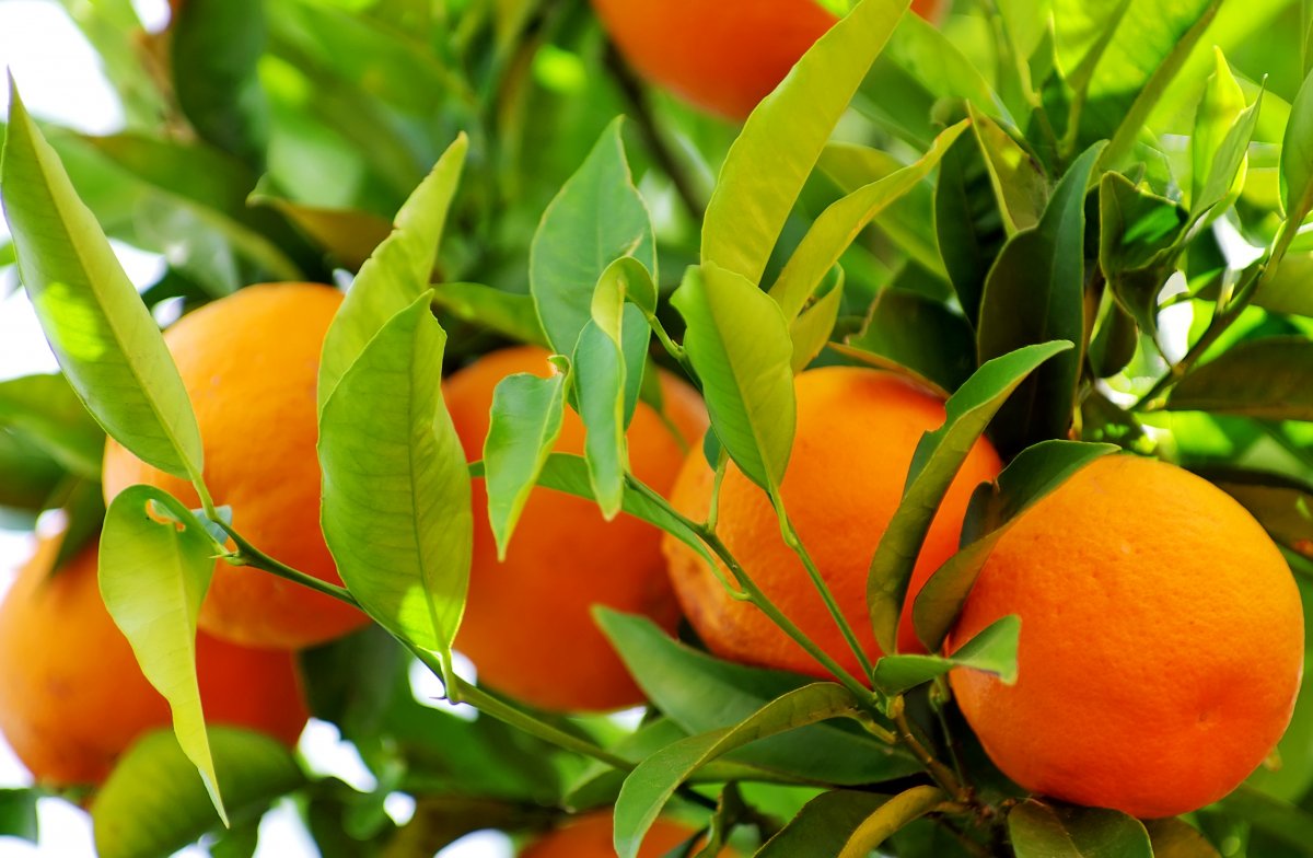 Мандарин померанец