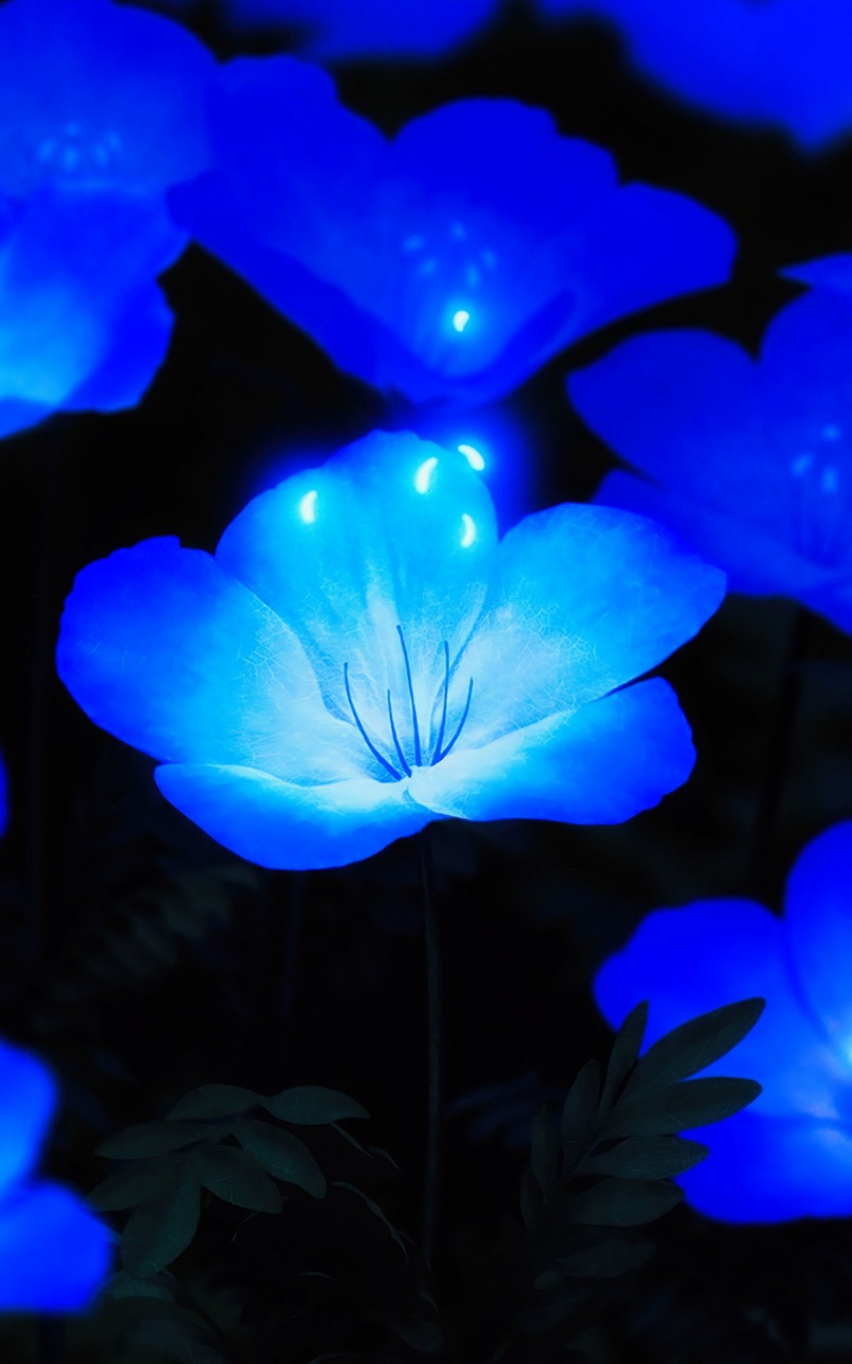 Светящиеся цветы