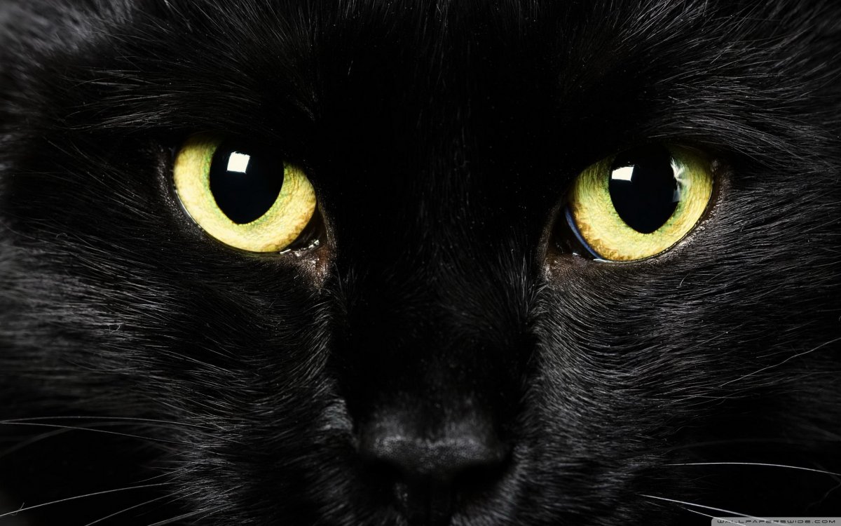 Глаза кошки
