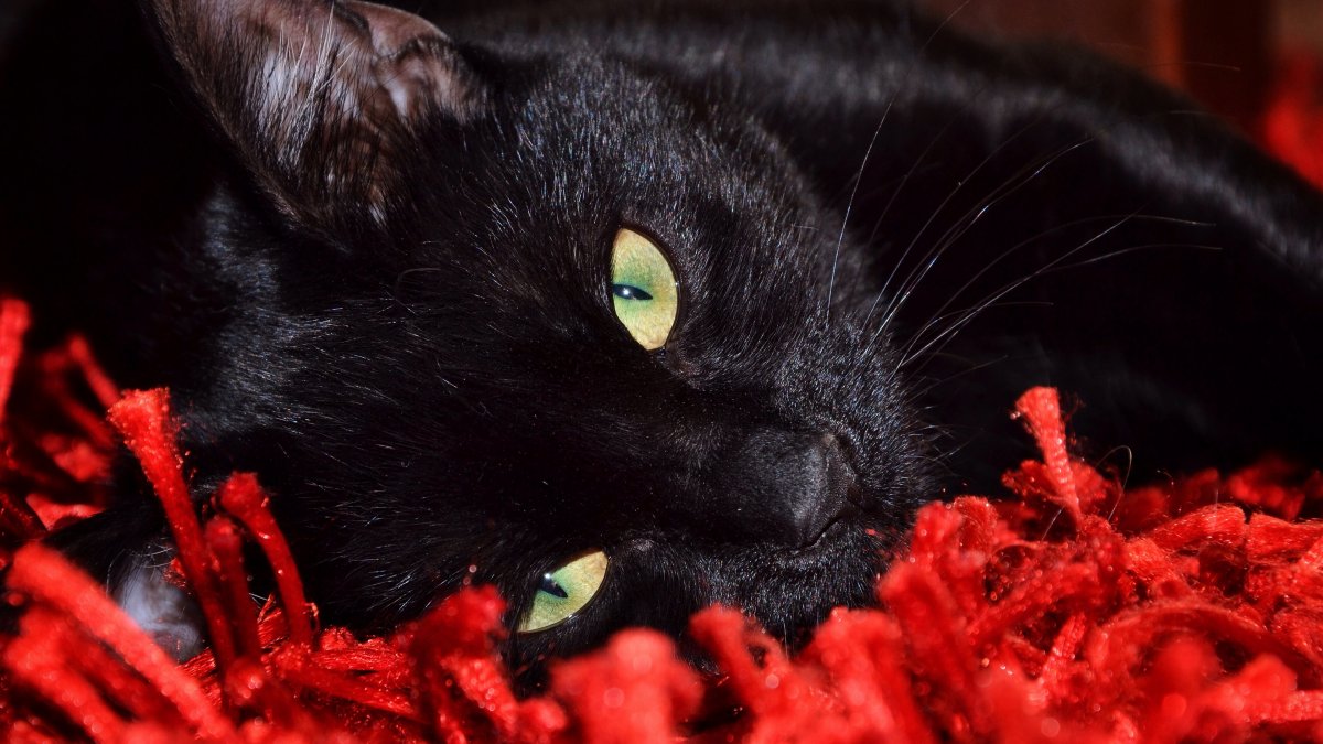 Черный кот с цветами
