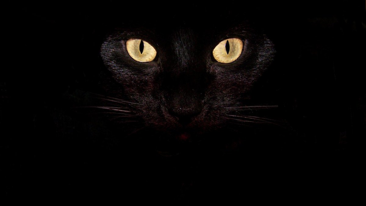 Черный толстый кот с желтыми глазами